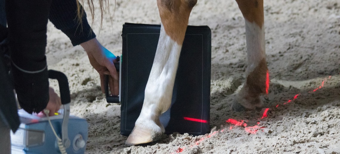 Arthrose wird meist erst anhand der röntgenlogischen Untersuchung durch den Tierarzt beim Pferd diagnostiziert