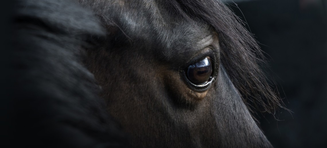 Kupferbrille - Depigmentierung bei Pferde