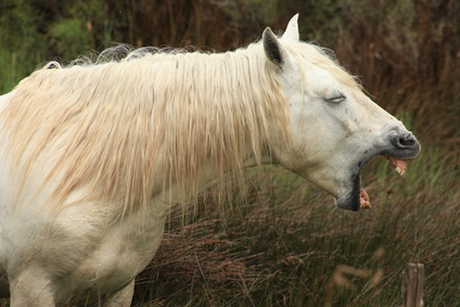 Pferd mit Magenproblemen 