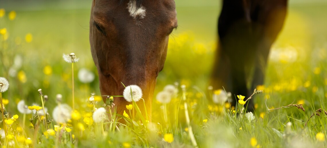 Pferd frisst gras auf Wiese