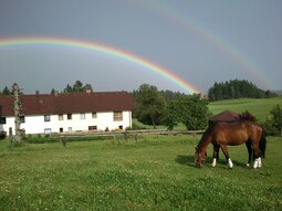 Pferde auf Wiese mit Regenbogen im Hintergrund