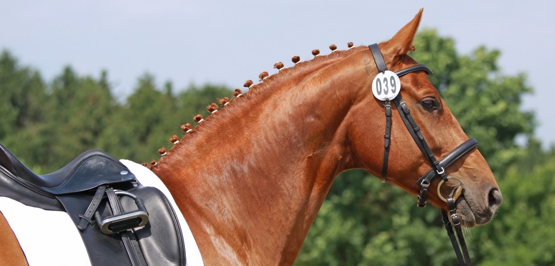 Pferdefütterung Sportpferd Grundlagen der Fütterung