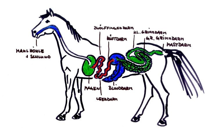 Anatomie Pferd Wikipedia