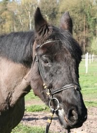 Cushingähnliche Erscheinungen beim alten Pferd