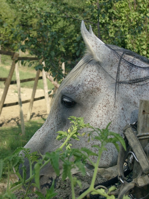 Arabisches Pferd