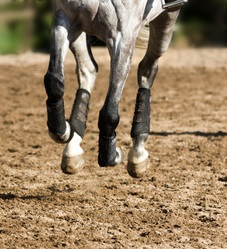 Bindegwebe beim Sportpferd