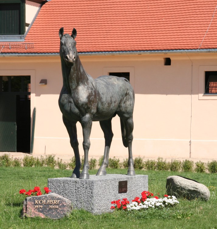 Kolibri in Neustadt Dosse