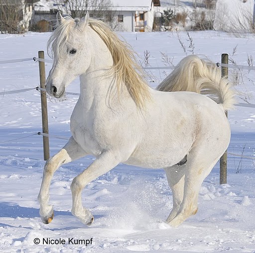 Hengst im Winter