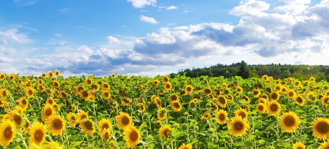 Sonnenblumenkerne Pferd Füttern