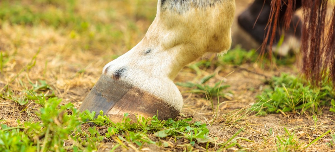 Biotin gehört zu den wesentlichen Faktoren des Hufwachstums