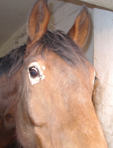 Kupferbrille Depigmentierung beim Pferd