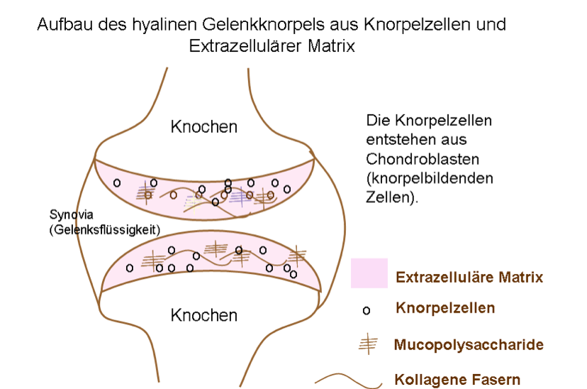 der Gelenksaufbau gibt Aufschluss über die Regeneration des Knorpelgewebes.