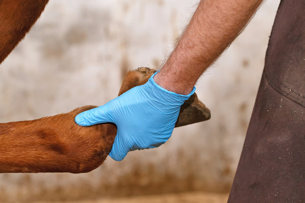 Tierarzt bei der Hufreheuntersuchung Pulsationsmessung