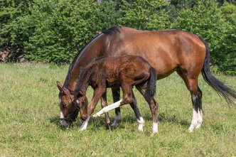 Fellwechsel Fohlen und Jährling