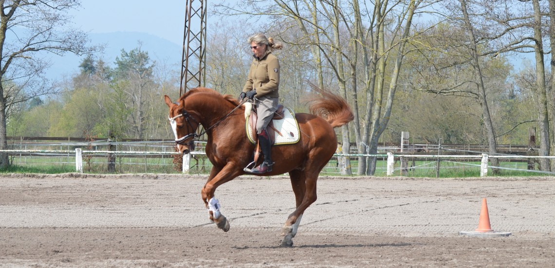 Sehenschäden beim Pferd