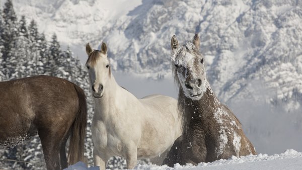 Frische Luft oder Inhalation bei Husten beim Pferd