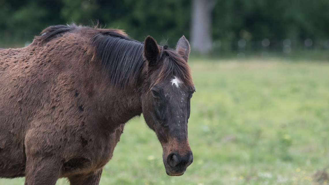 Equines Cushing Syndrom  ECS Insulinresistenz Diabetes