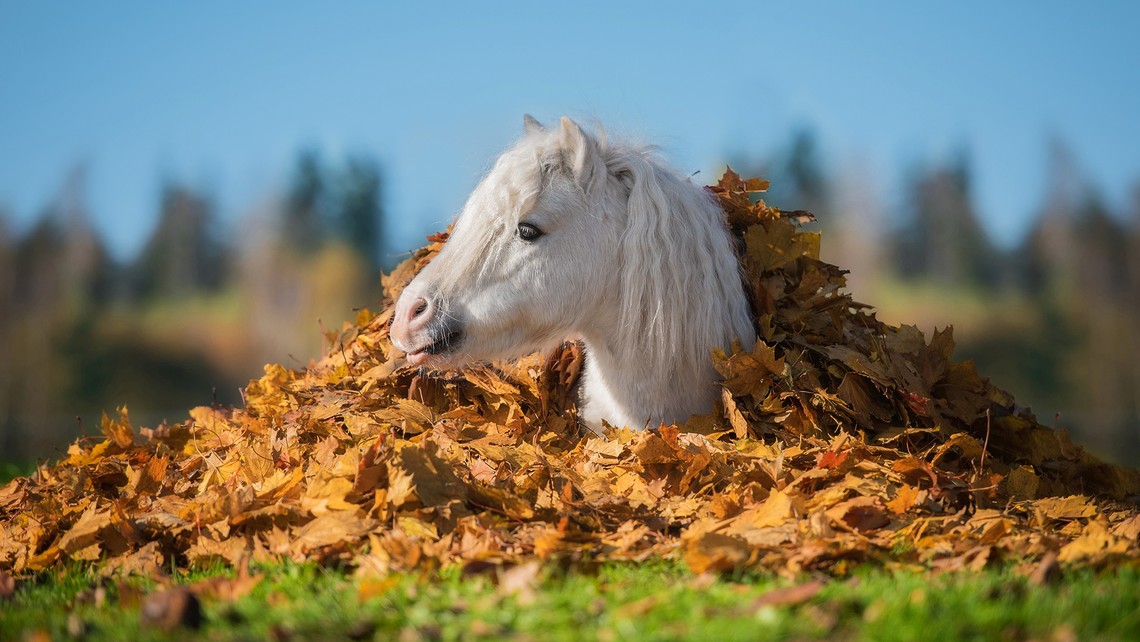 Ponys bedarfsgerecht füttern