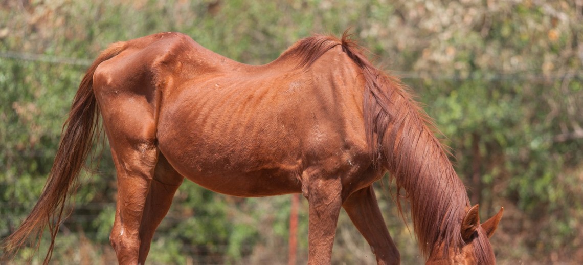 Pferd Magert Ab