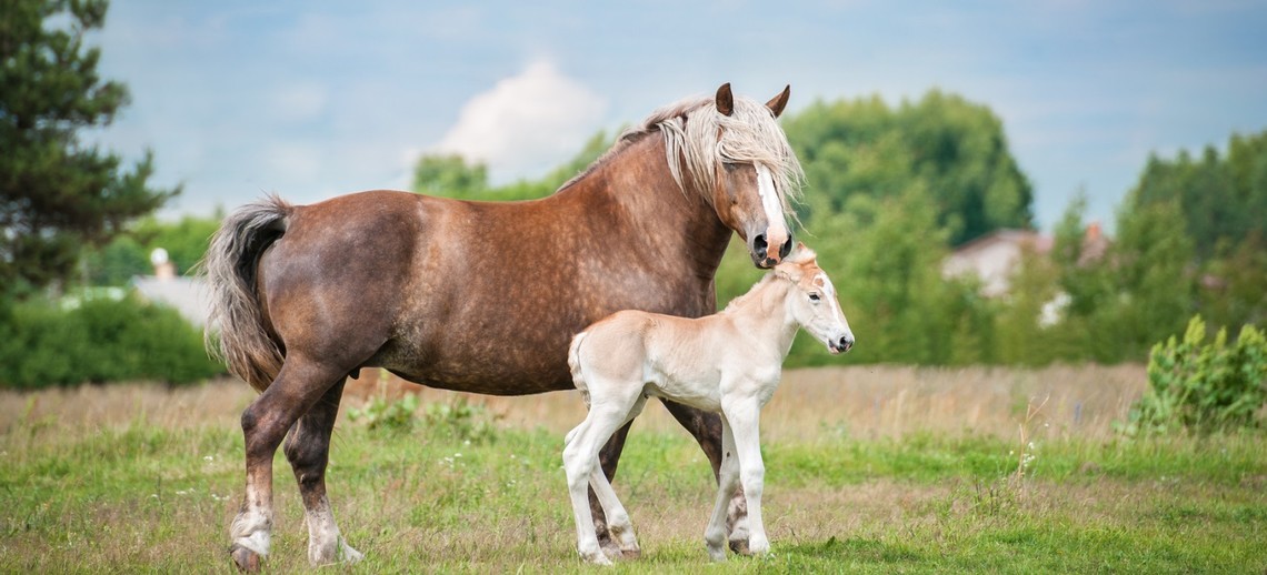 Ems Beim Pferd Heilbar