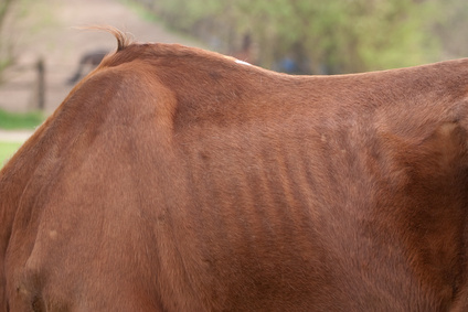 Pferd Magert Immer Mehr Ab