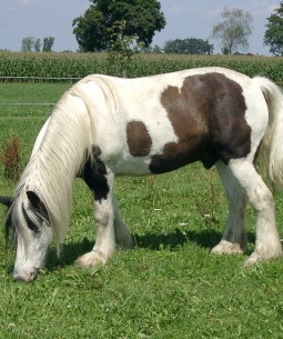 Übergewicht beim Pferd