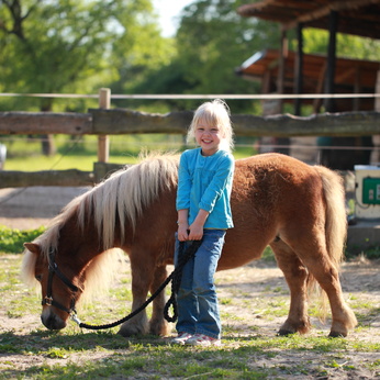 Ponies und Kleinpferde sind besonders von Hufrehe betroffen