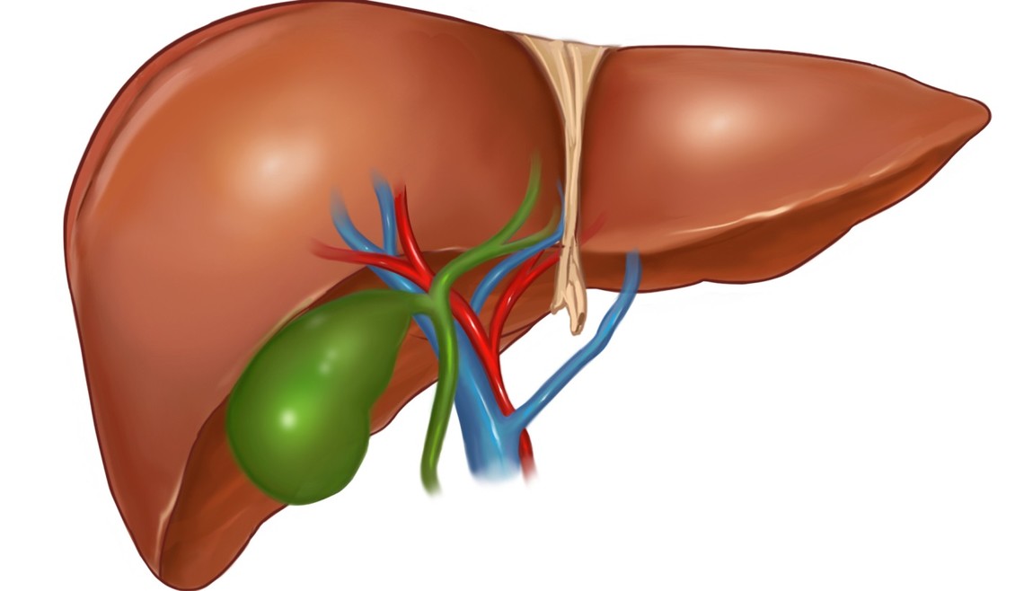 Die Leber gilt als wegweisend für das Immunsystem