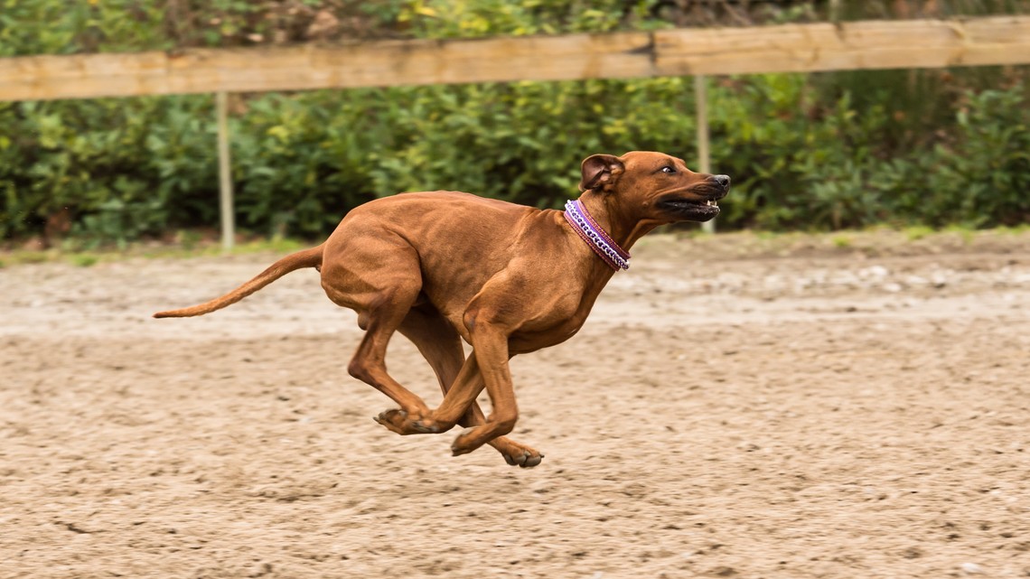 Die Ernährung des Hundes