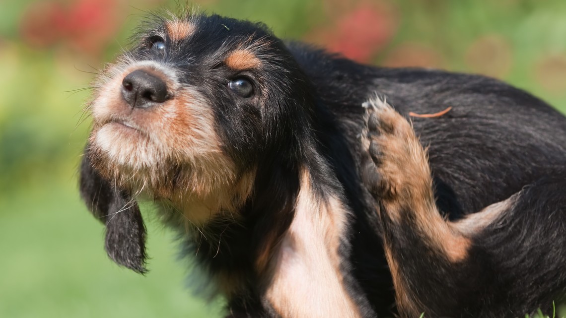 Ekzem und Juckreiz beim Hund