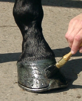 Pferd Fühlig Auf Steinen