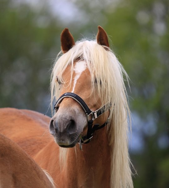 Haflinger müssen speziell auf Diät gehalten werden