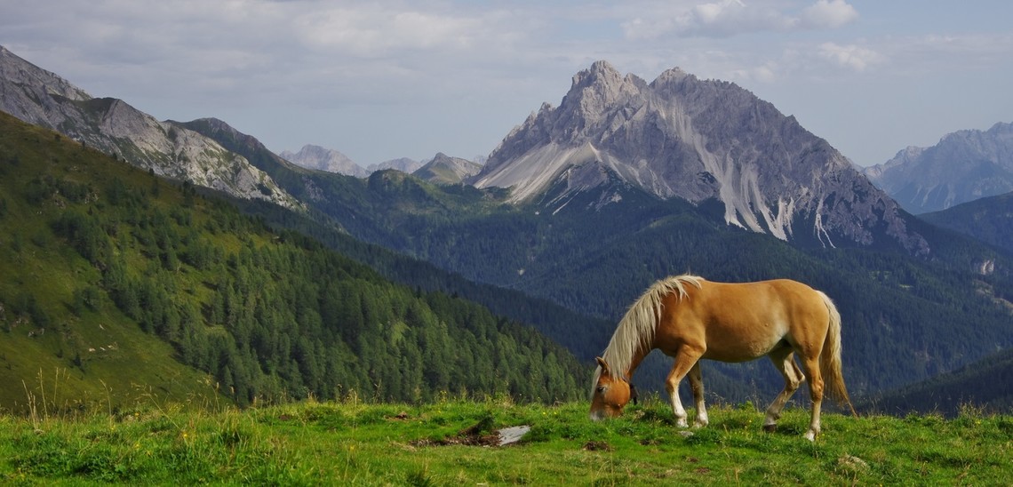 Haflinger in den Bergen Tirols