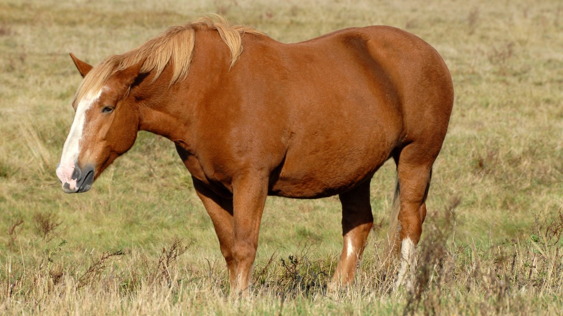 Langfristige Leberprobleme können beim Pferd Cushing auslösen