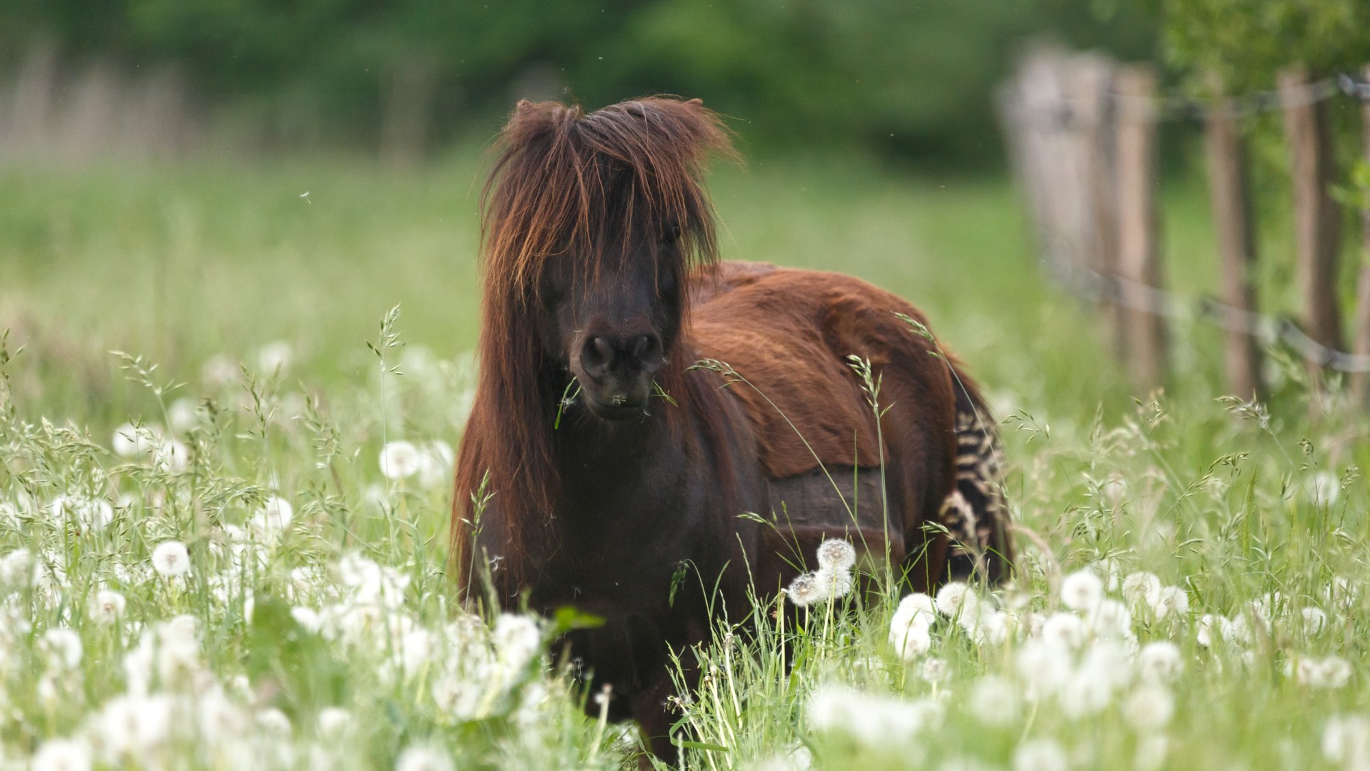 Zu fettes Pony durch zu viel Energy