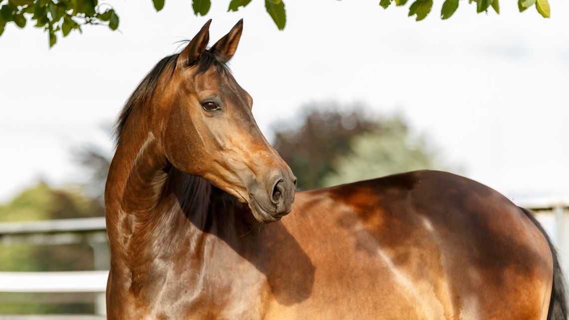 Pferd übersäuerung Erkennen