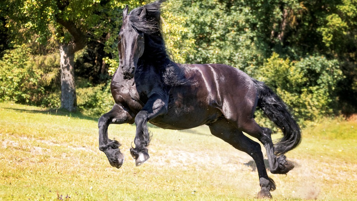 Ataxie Beim Pferd Behandlung