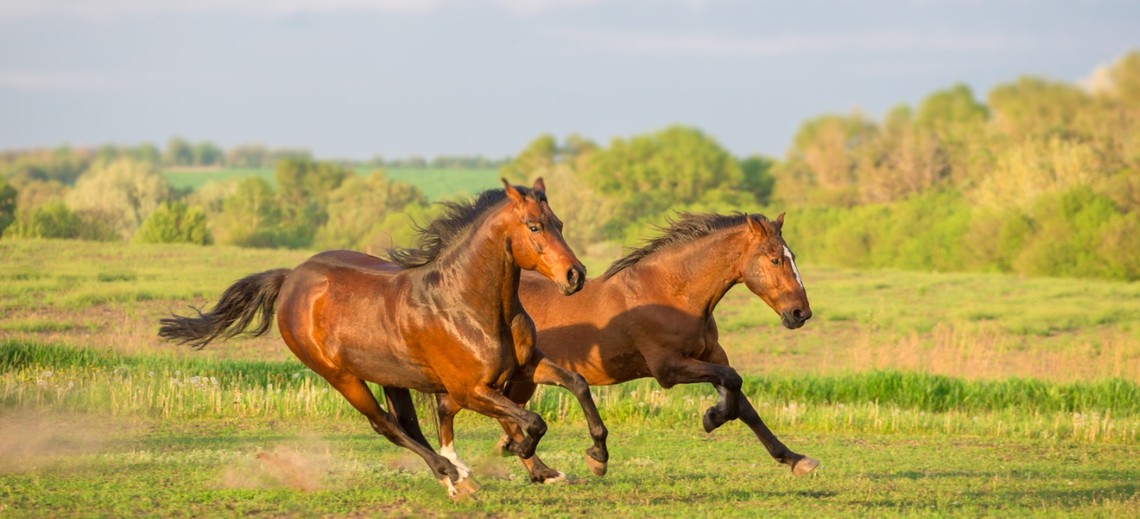 Welche Rolle spielt Kupfer im Stoffwechsel?