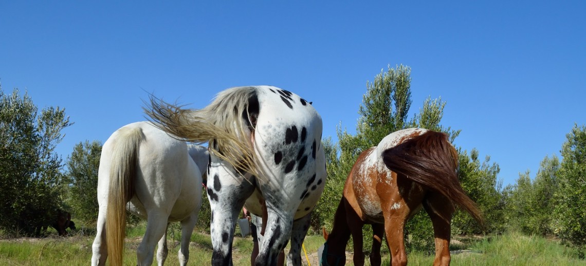 Kotwasser und Durchfall bei Pferden