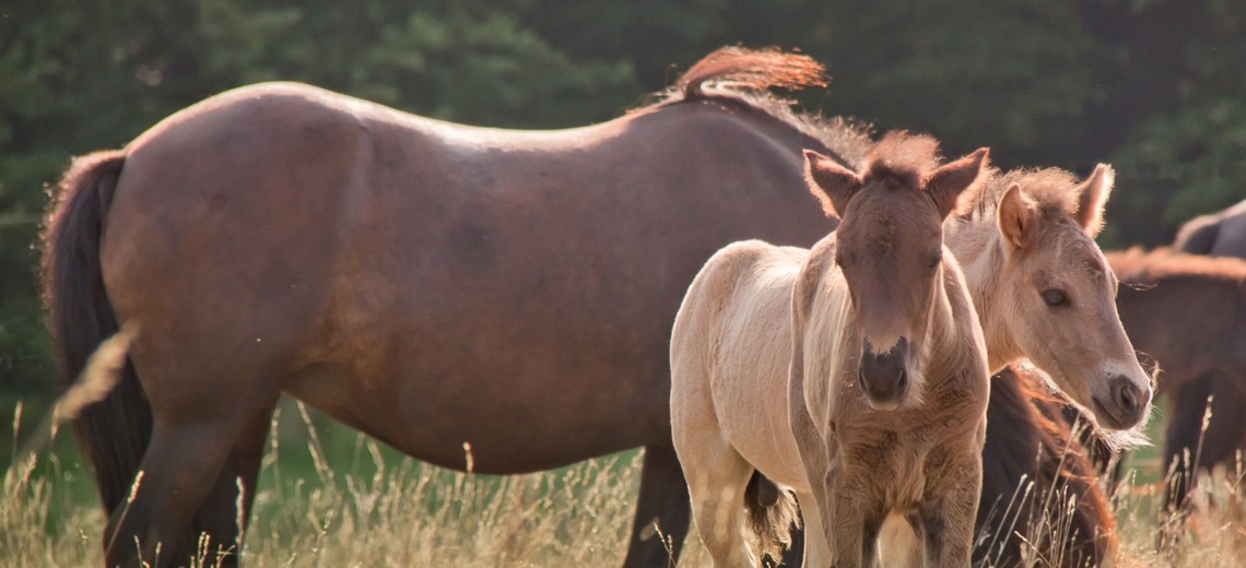 Darmsanierung Pferd Leinsamen