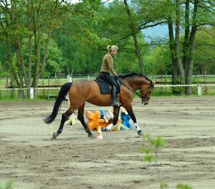 Arthrose, Spat, Hufbeinverknöcherung beim Pferd werden aus ernährungsphysiologischer Sicht in gleicher Form behandelt.