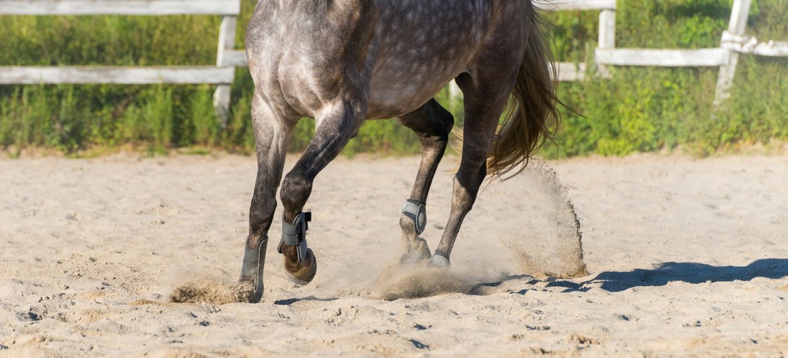 Knochenhärte beim Pferd entscheidend