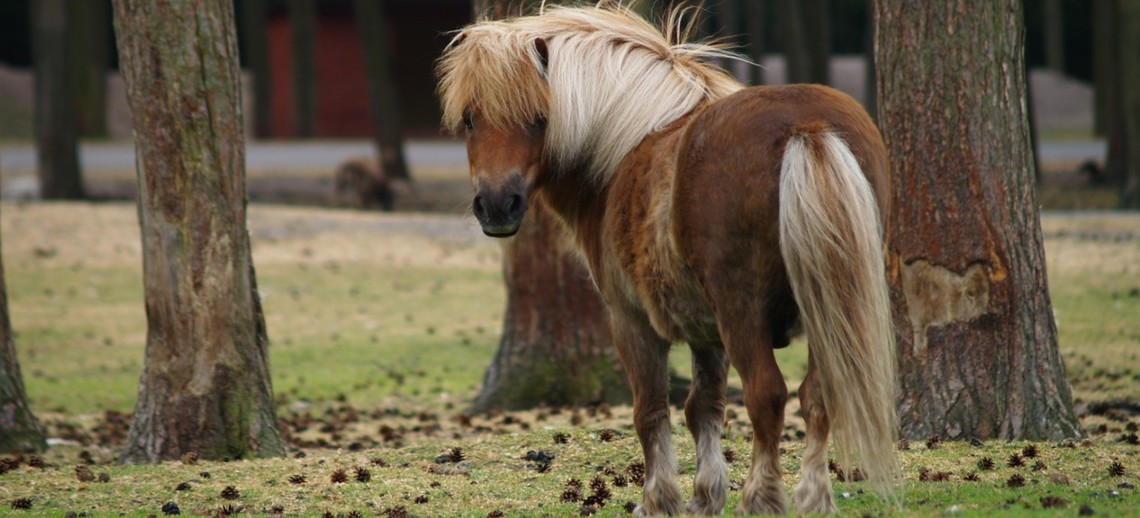 Shetland Ponys haben einen relativ hohen Spurenelementbedarf